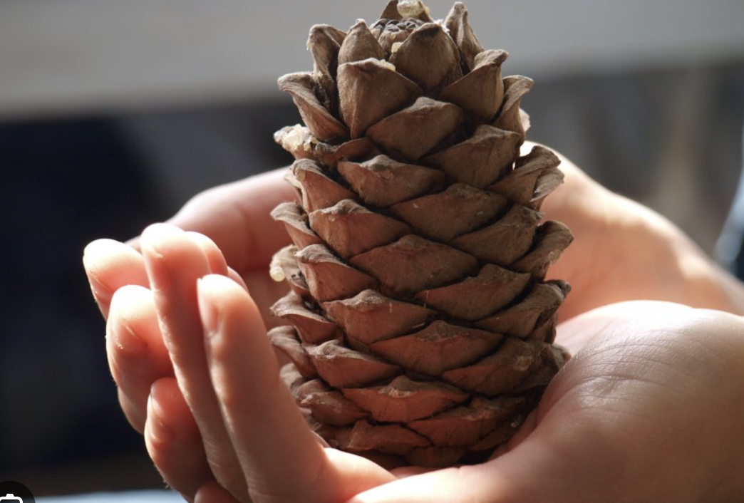 Кедровые шишки
