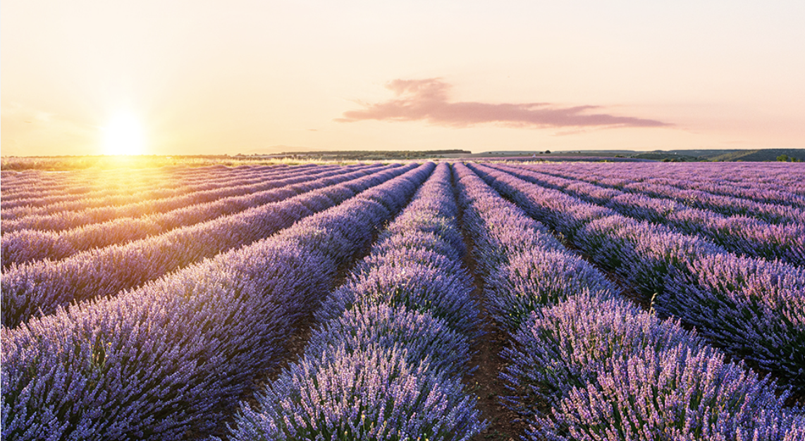 Лаванда в поле